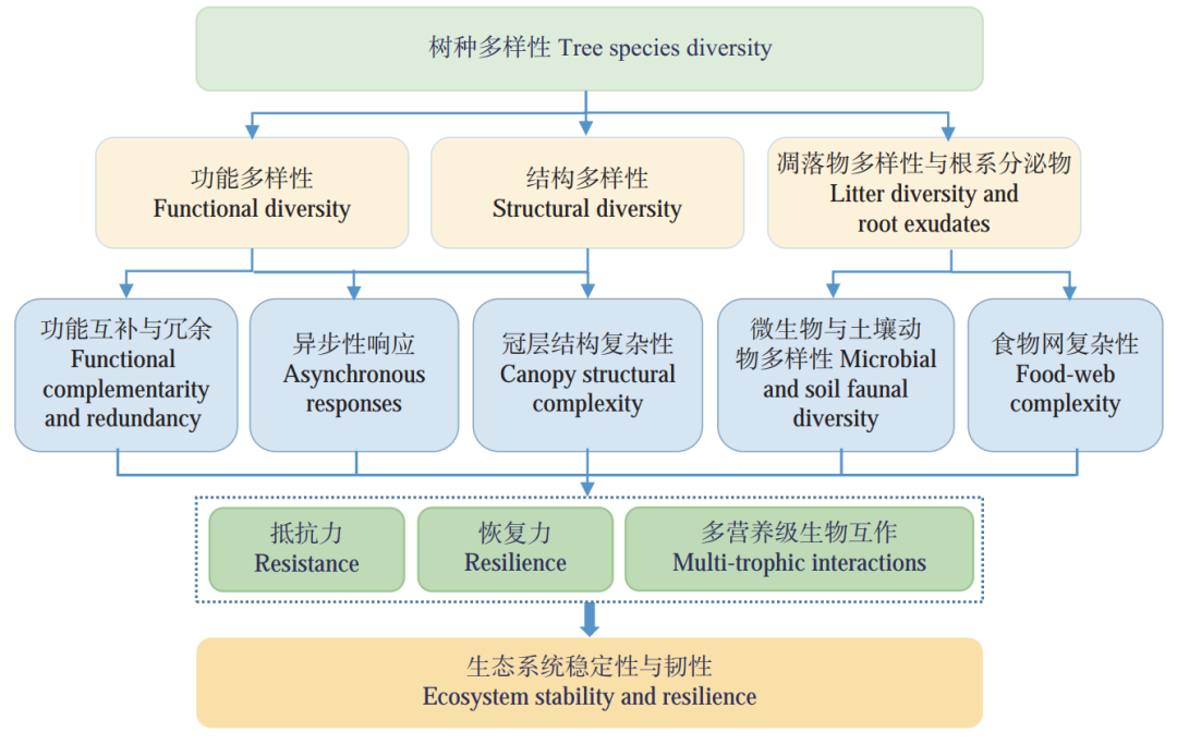 树种多样性对生态系统韧性的影响